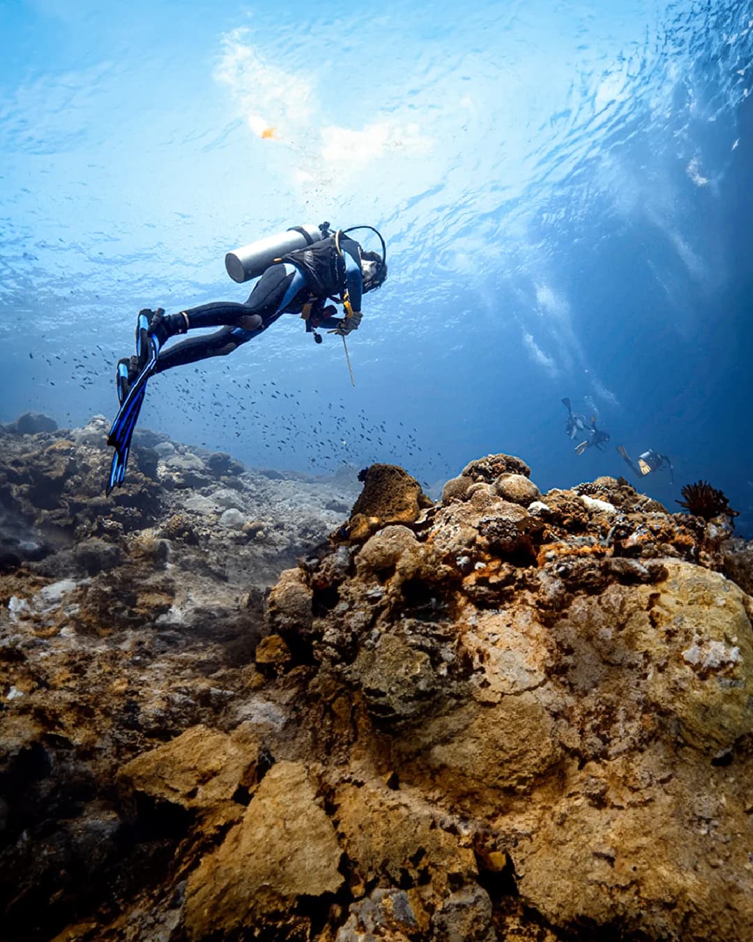 Dive Tribe Komodo - diving gallery photo 11