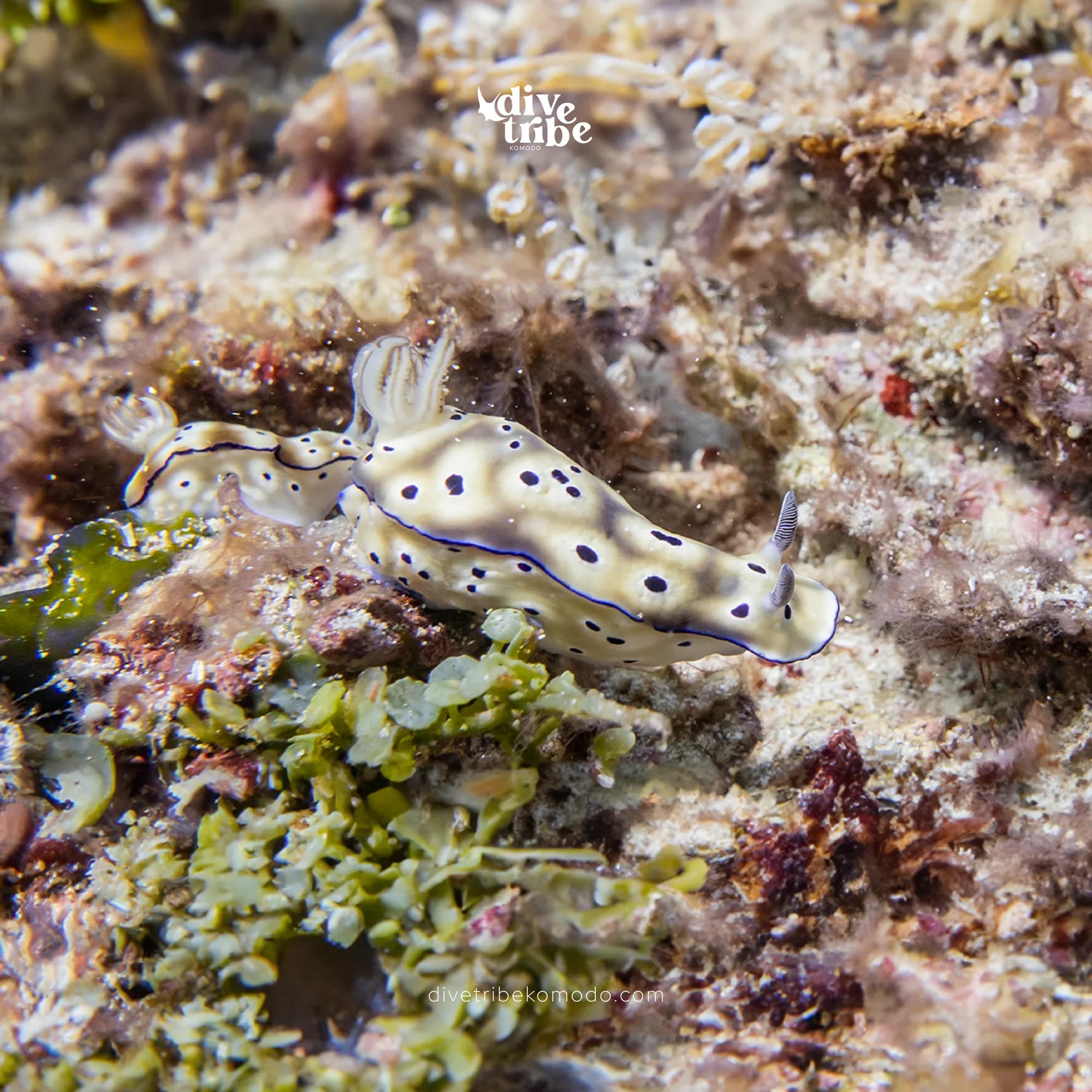 Dive Tribe Komodo - diving gallery photo 13